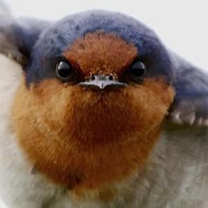 Meet your Posher, Deborah